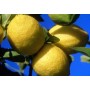 Citrons bio