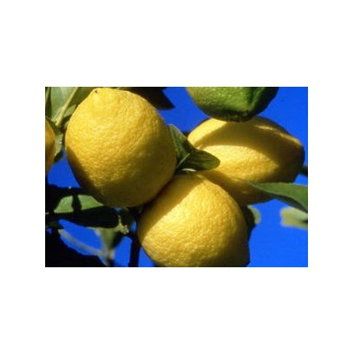 Citrons bio